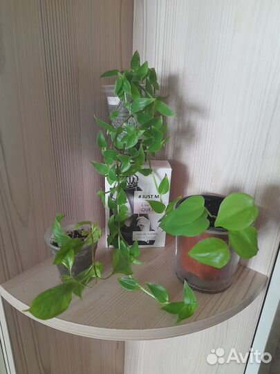 Традисканция бугенвиллия