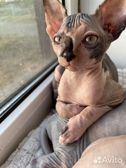 Канадский сфинкс