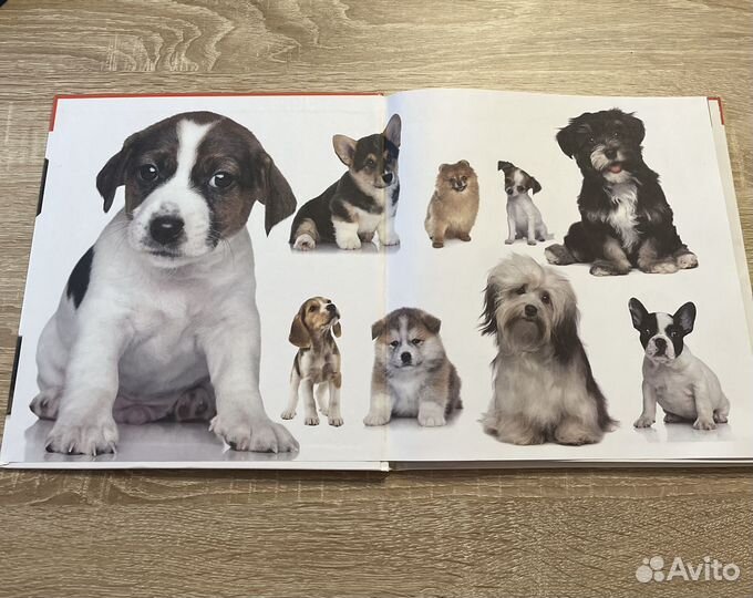 Книги про кошек и собак