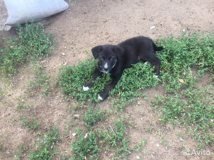 Отдам собаку в добрые руки