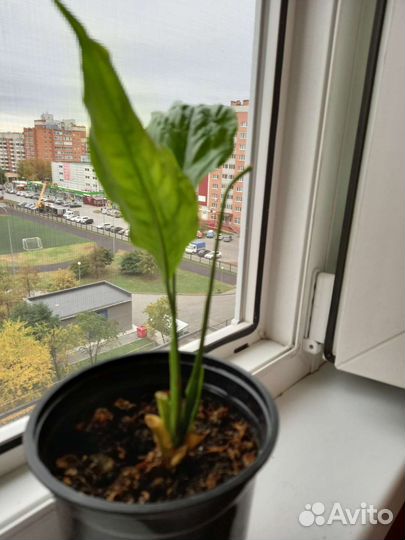 Спатифиллум