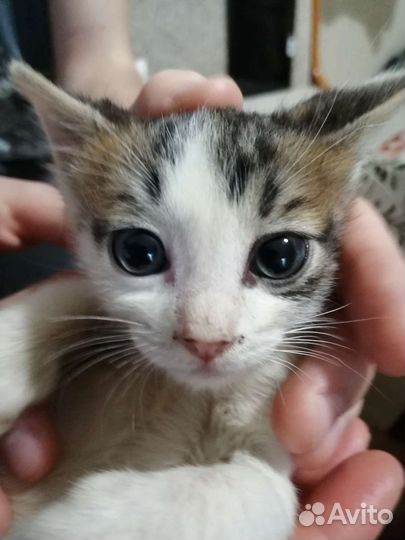Котята 1,5 месячные в дар. Можно отдать по-одному