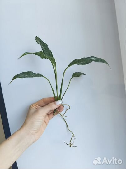 Спатифиллум даймонд вариегатный