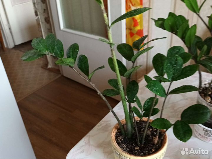 Замиокулькос