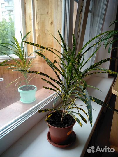 Кротон (брызги шампанского)