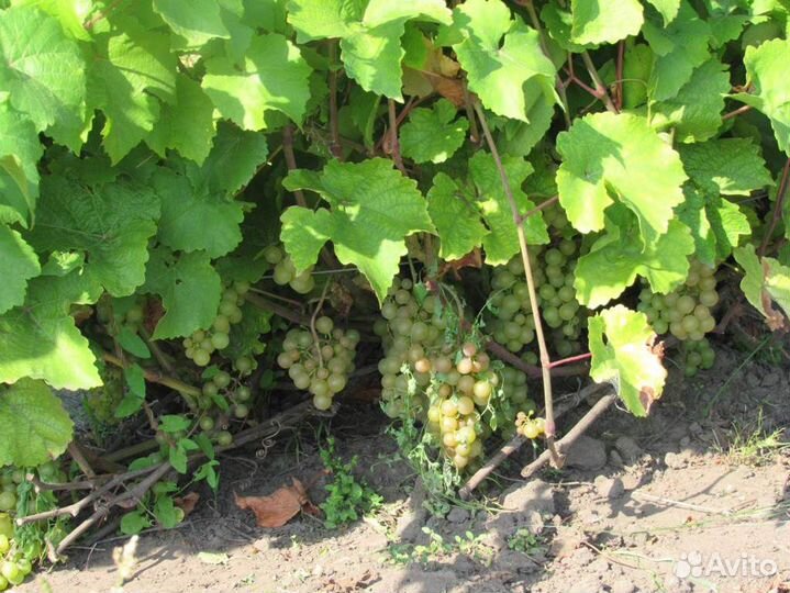 Продаются саженцы винограда