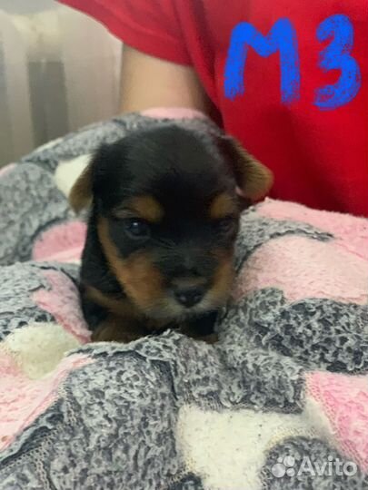 Йоркширский терьер мини