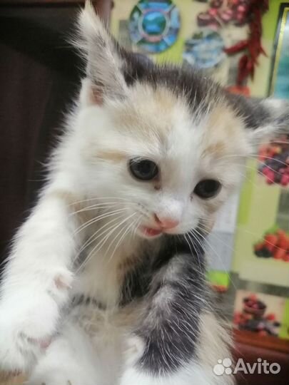 Кошки в добрые руки бесплатно