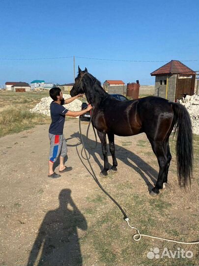 Лошадь жеребец