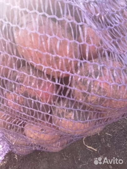 Продам картофель оптом