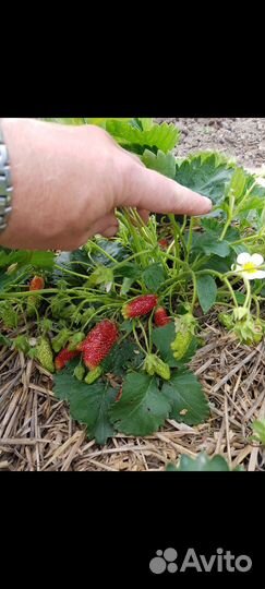 Рассада клубники