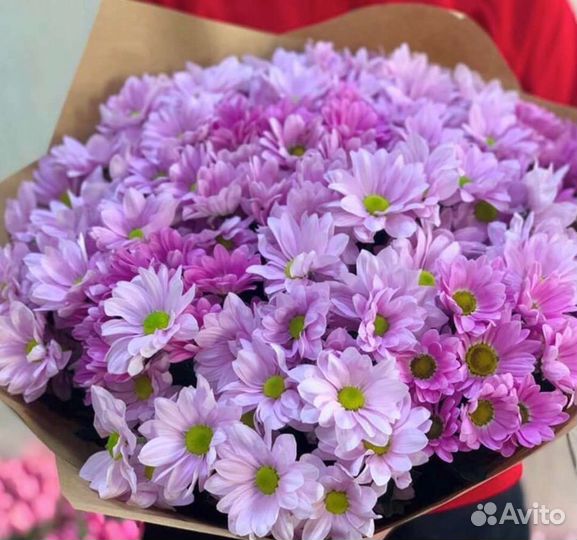 Хризантемы
