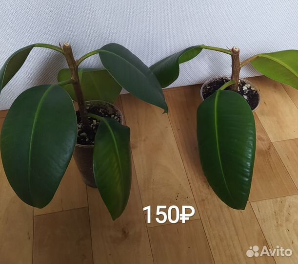 Фикус каучуконосный (эластика)