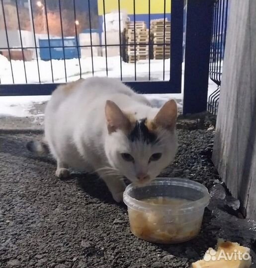 Молодая кошечка