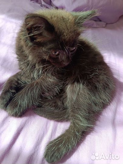 Котенок в добрые руки. бесплатно в дар. Кошечка