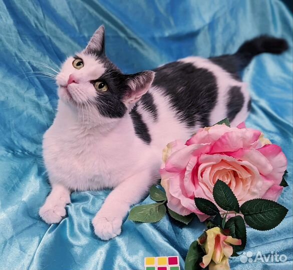 Кошечка Китти пропадает в одиночестве