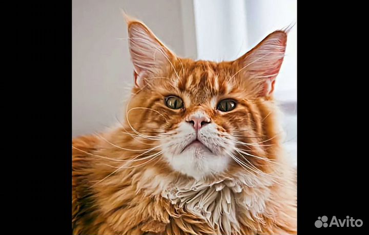 Мейн-кун котята