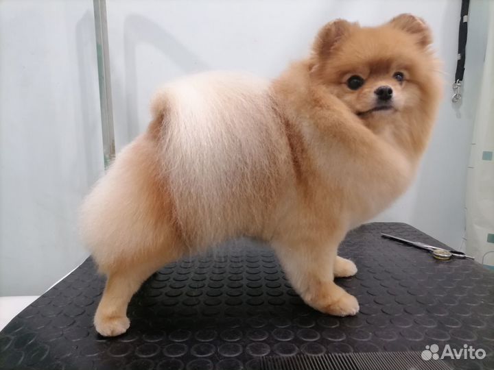 Стрижка собак