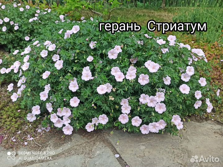 Эхинацея, флоксы, гравилат, герани, папоротник