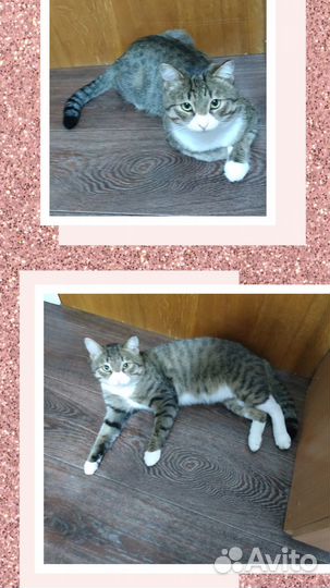 Очень симпатичный котик в поисках семьи