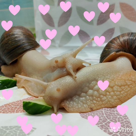 Улитки ахатины