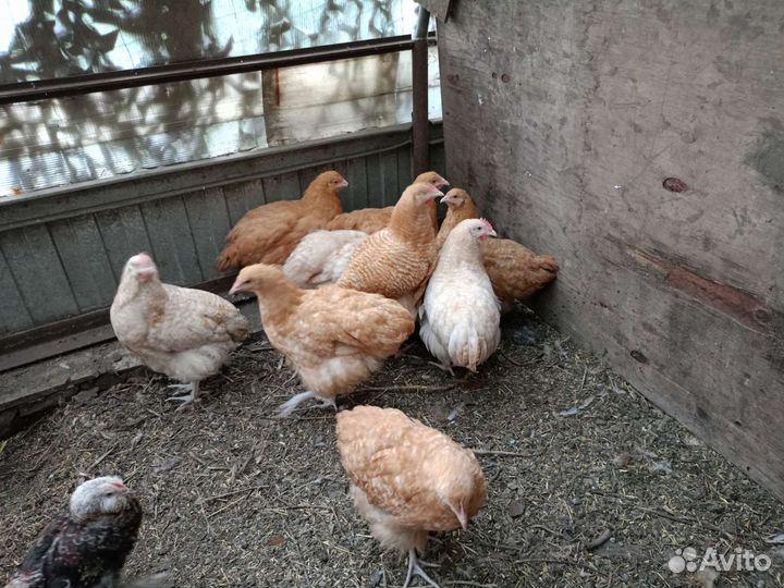 Орпы, кучинские, павловские, алтайская Бентамка