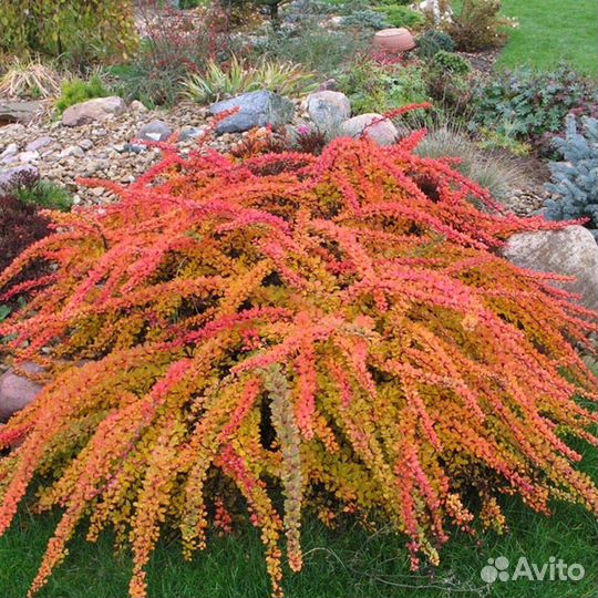 Барбарисы - яркие сорта - Аlena.park