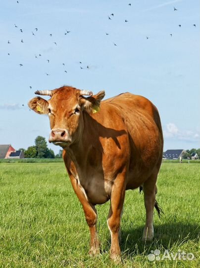 Корова дойная