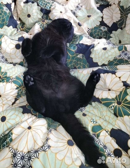 Кот в добрые руки