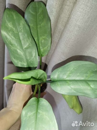 Аглаонема Люмина