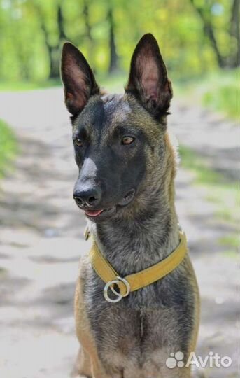 Дрессировка, воспитание, показ на выставке собак