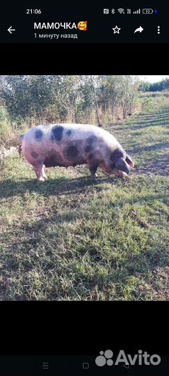 Свинья супоросная