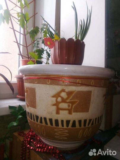 Фикус Бенджамина