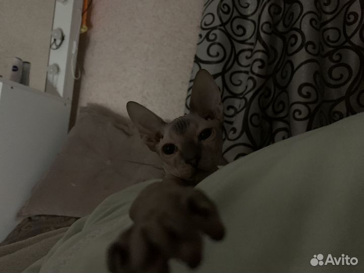 Донской сфинкс