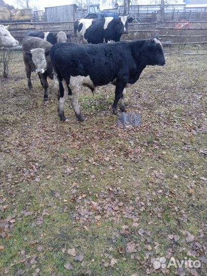 Бычки и быки