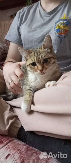 Котенок девочка в добрые руки