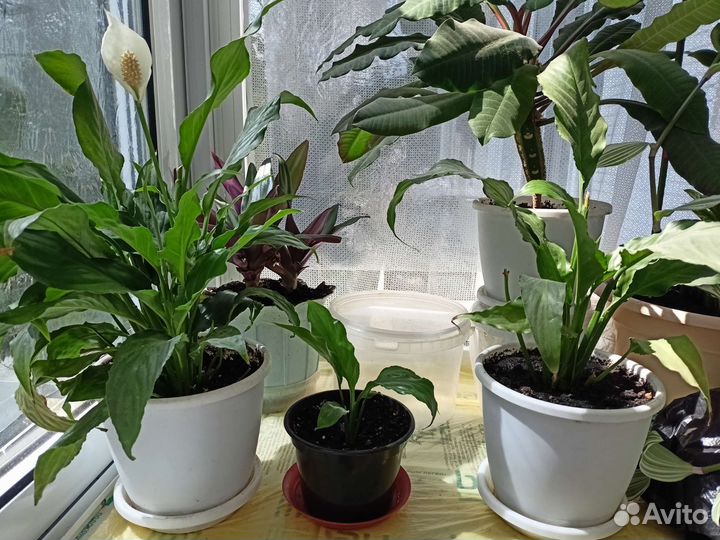 Растения спатифилиум,традисканция,хлорофитум