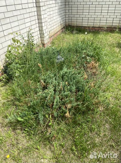 Можевельник