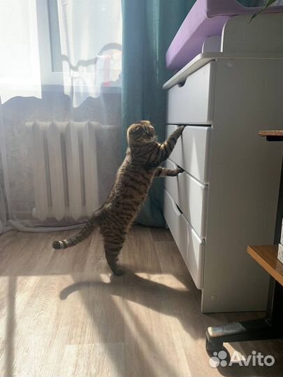 Шотландская кошка бесплатно