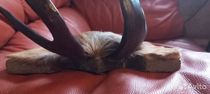 Сувенир Рога Олененок