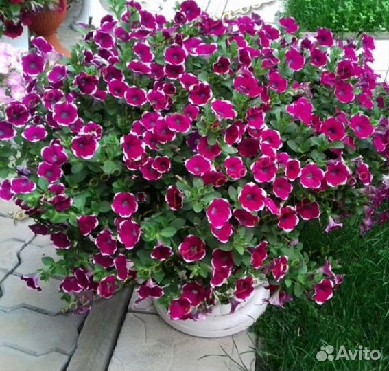 Вегетативная петуния