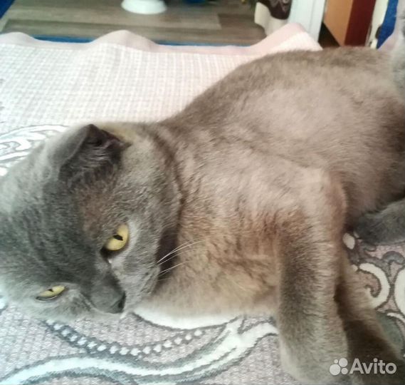 Котенок в дар бесплатно