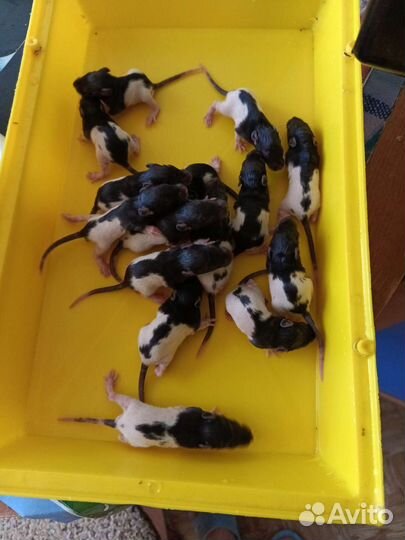 Крысята. Родились. 27 мая