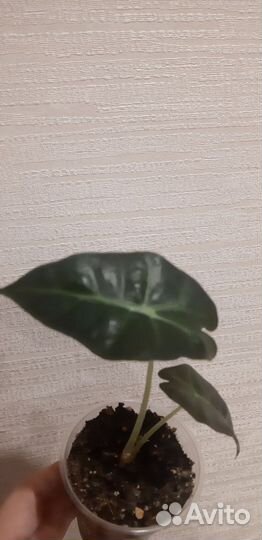 Алоказия Полли (детка)