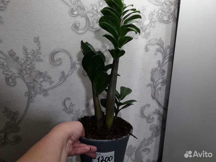 Замиокулькас зензи