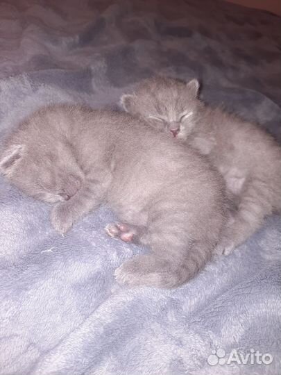 Котик животное