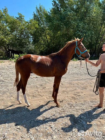 Жеребец Сардар (от Сим-Сима)