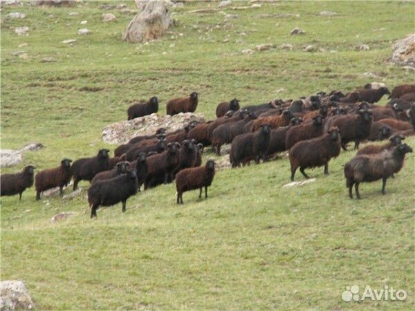 Продаются барашки