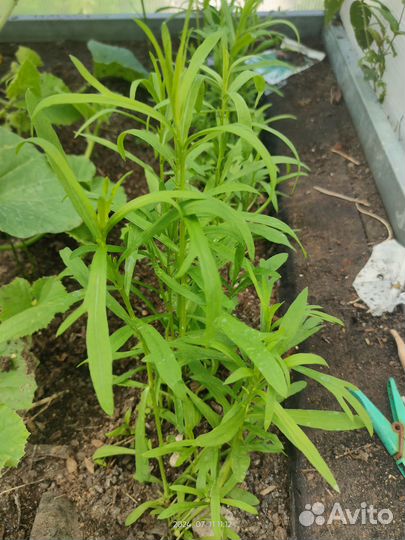 Тархун (эстрагон)