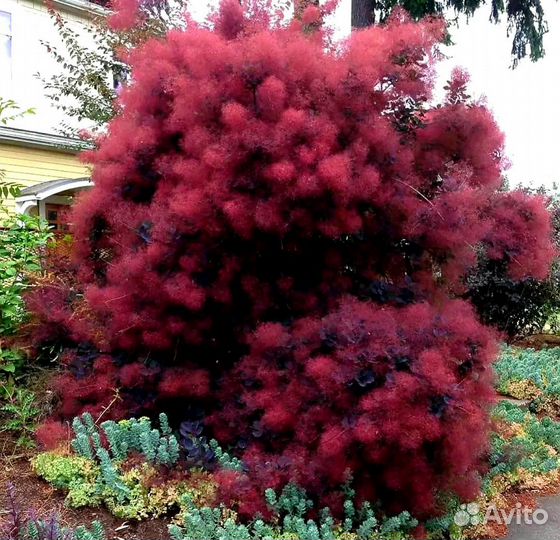 Скумпия Роял Перпл